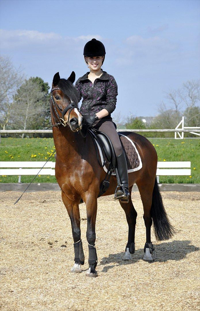 Hollandsk Sportspony Isabella Af Mindet - Min dejlige pony <3 billede 4