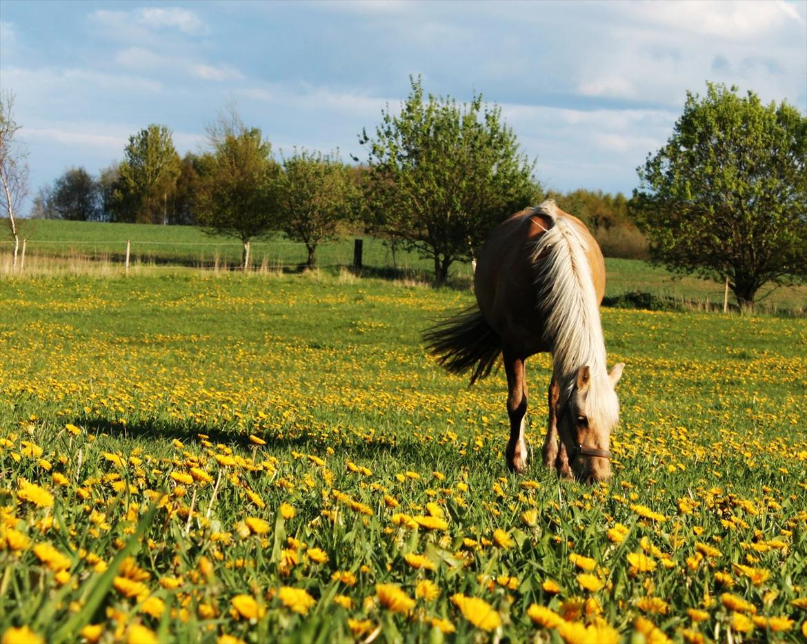 Tysk Sportspony Paloma 256 - Lomme på sommergræs billede 3