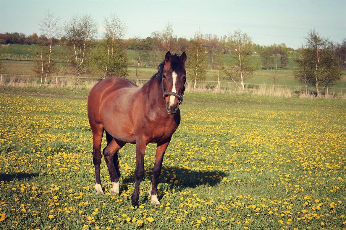 Irsk Sportspony Magic Rose - Smukke Rose <3 billede 2