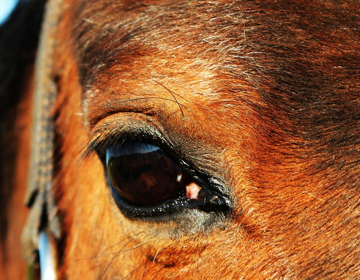 Irsk Sportspony Magic Rose billede 3