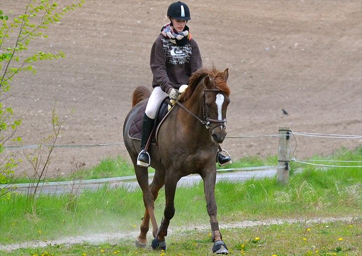 Arabisk fuldblod (OX) Marcon - Sød type.<3 billede 2