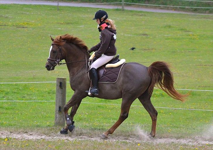 Arabisk fuldblod (OX) Marcon - Hej grimme overkrop -.- billede 3