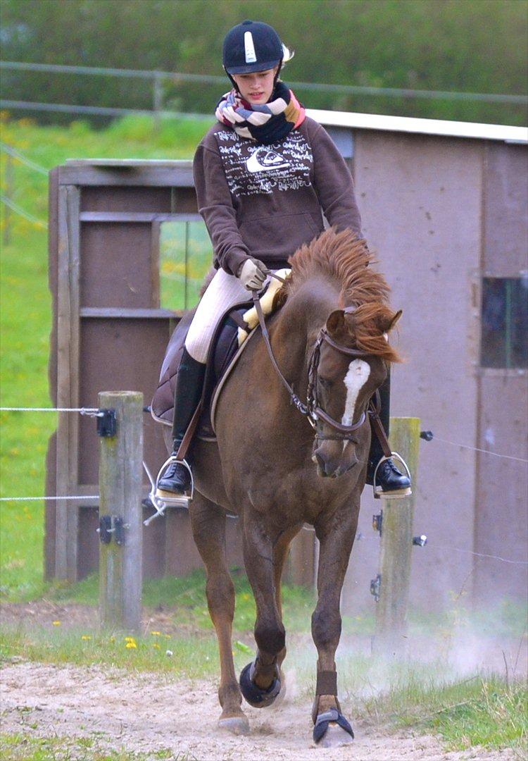 Arabisk fuldblod (OX) Marcon billede 4