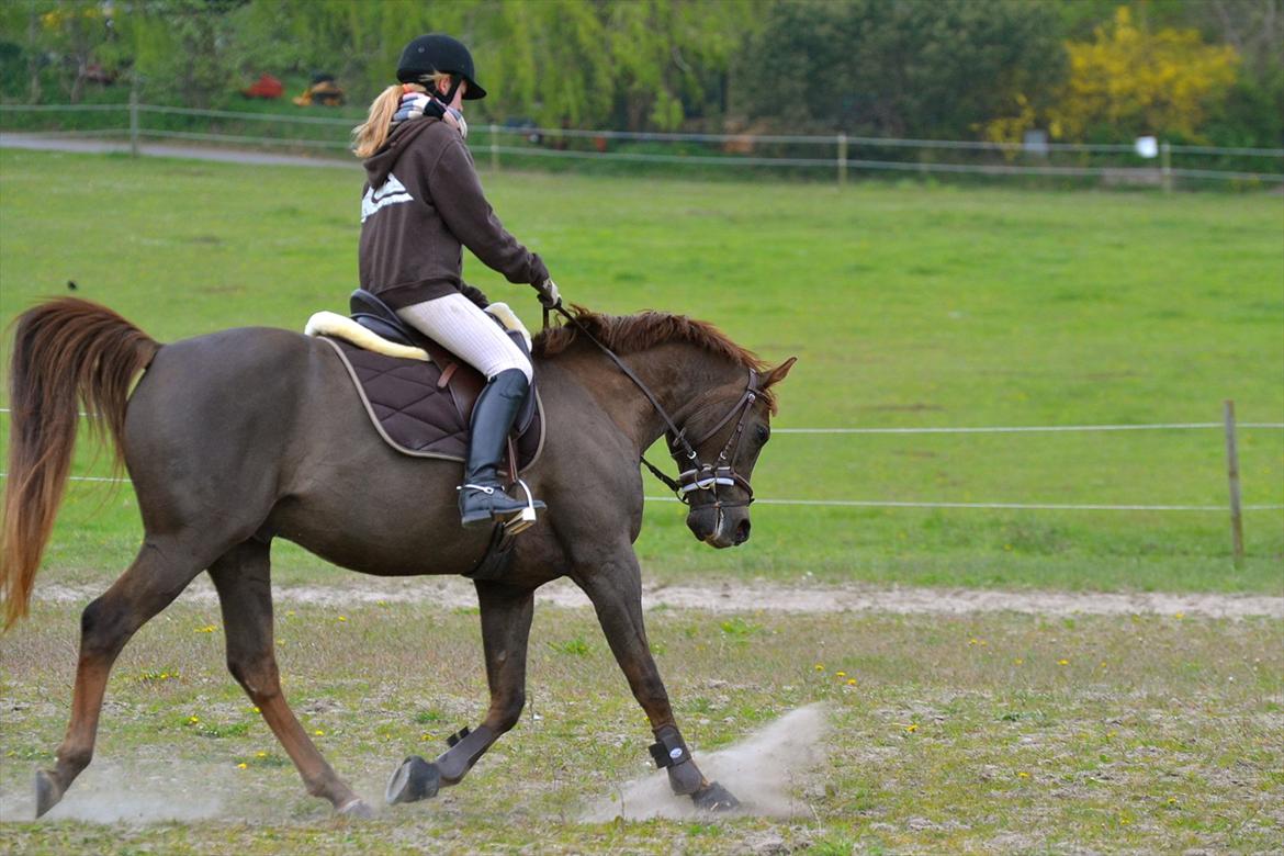 Arabisk fuldblod (OX) Marcon billede 5