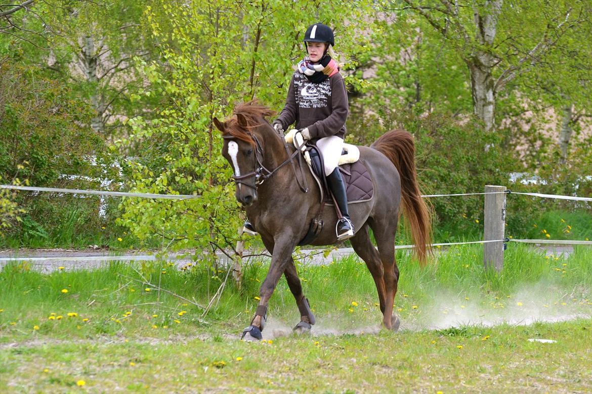 Arabisk fuldblod (OX) Marcon - Jaaaaa? billede 6