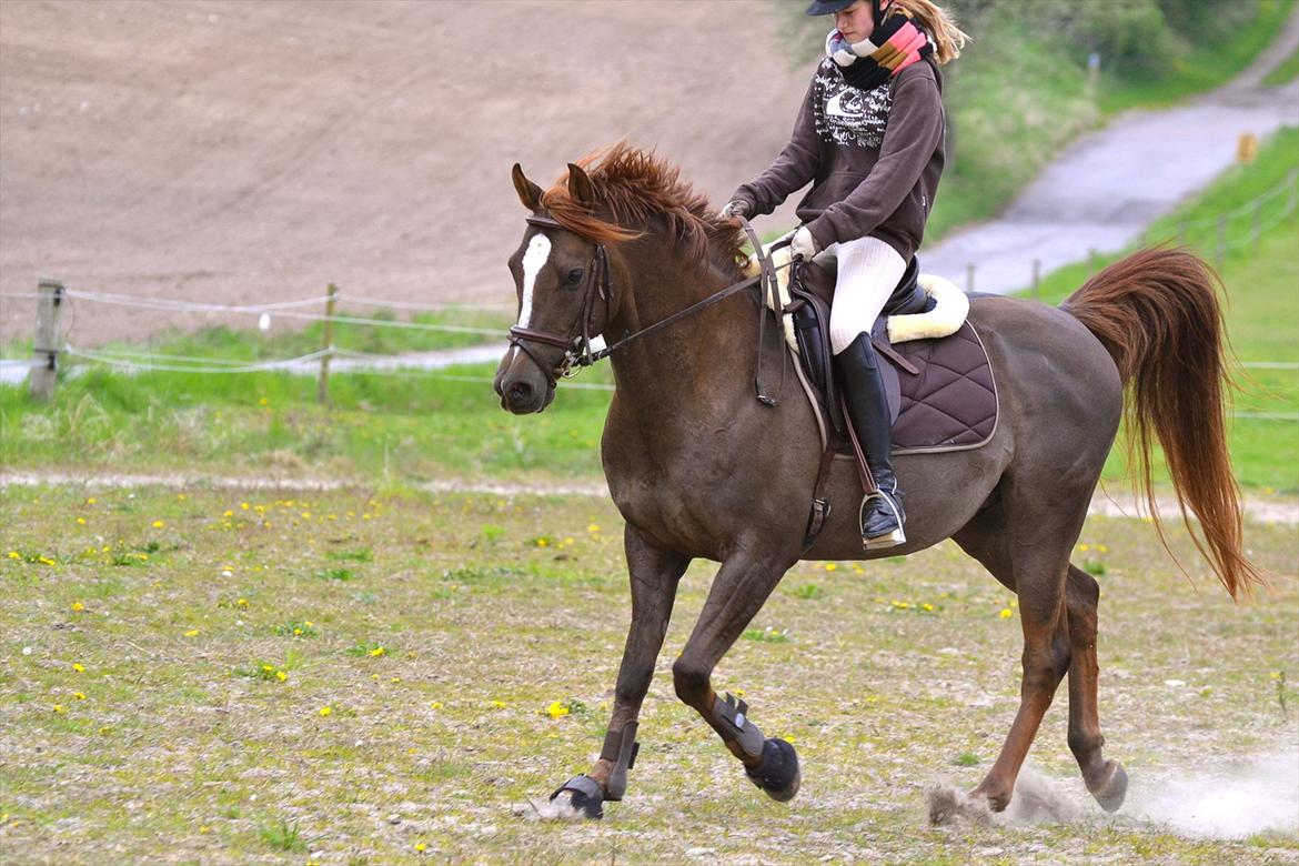 Arabisk fuldblod (OX) Marcon billede 7