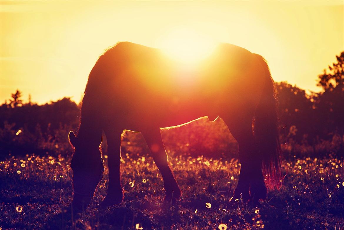 Anden særlig race Elmegaardens Mogcy billede 19