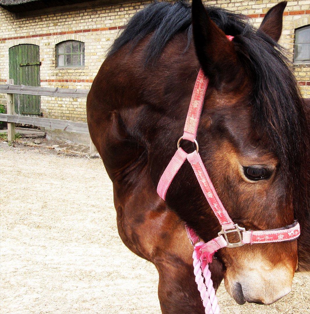 Welsh Cob (sec D) Låddenhøjs Donnovan [Tidl. Part] billede 6