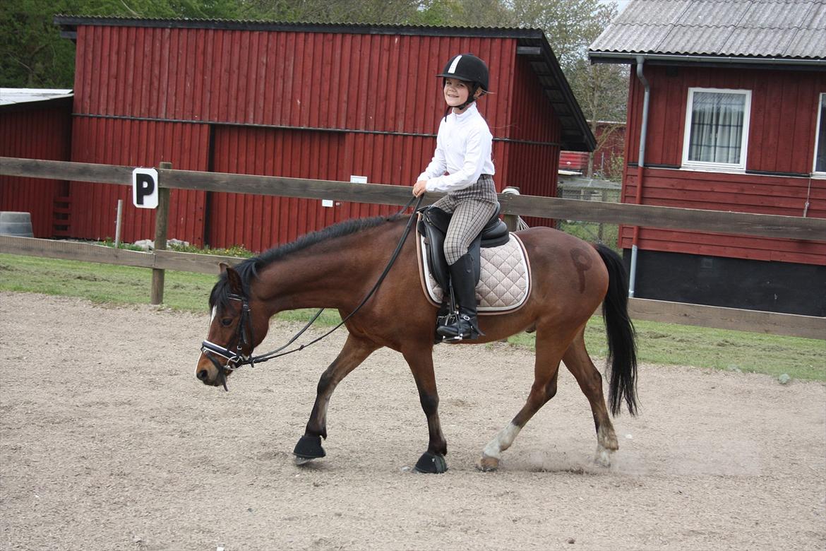 Welsh Pony (sec B) Korreborgs Pinot - vi traver af billede 6