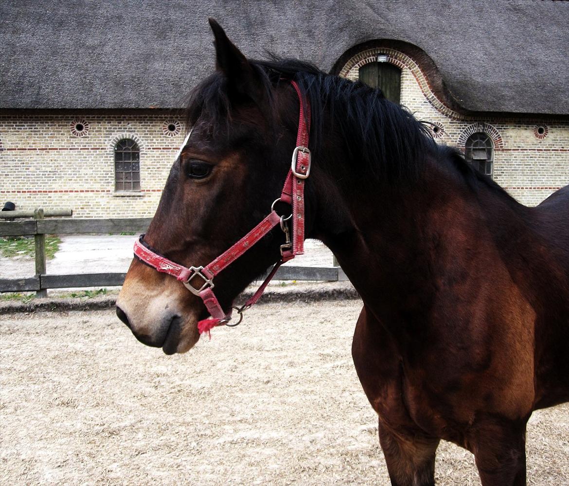 Welsh Cob (sec D) Låddenhøjs Donnovan [Tidl. Part] billede 7