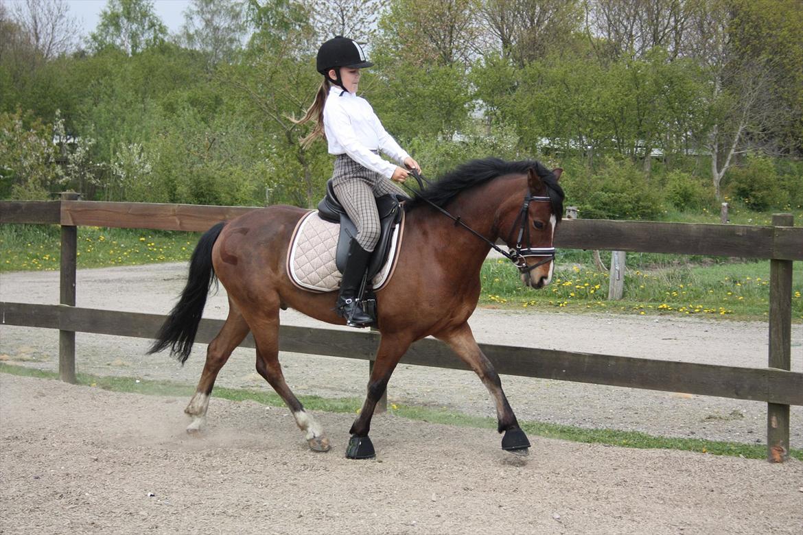 Welsh Pony (sec B) Korreborgs Pinot - vi har udviklet os så meget fra at være en træt hest til at være en super pony der faktisk kan starte La billede 7