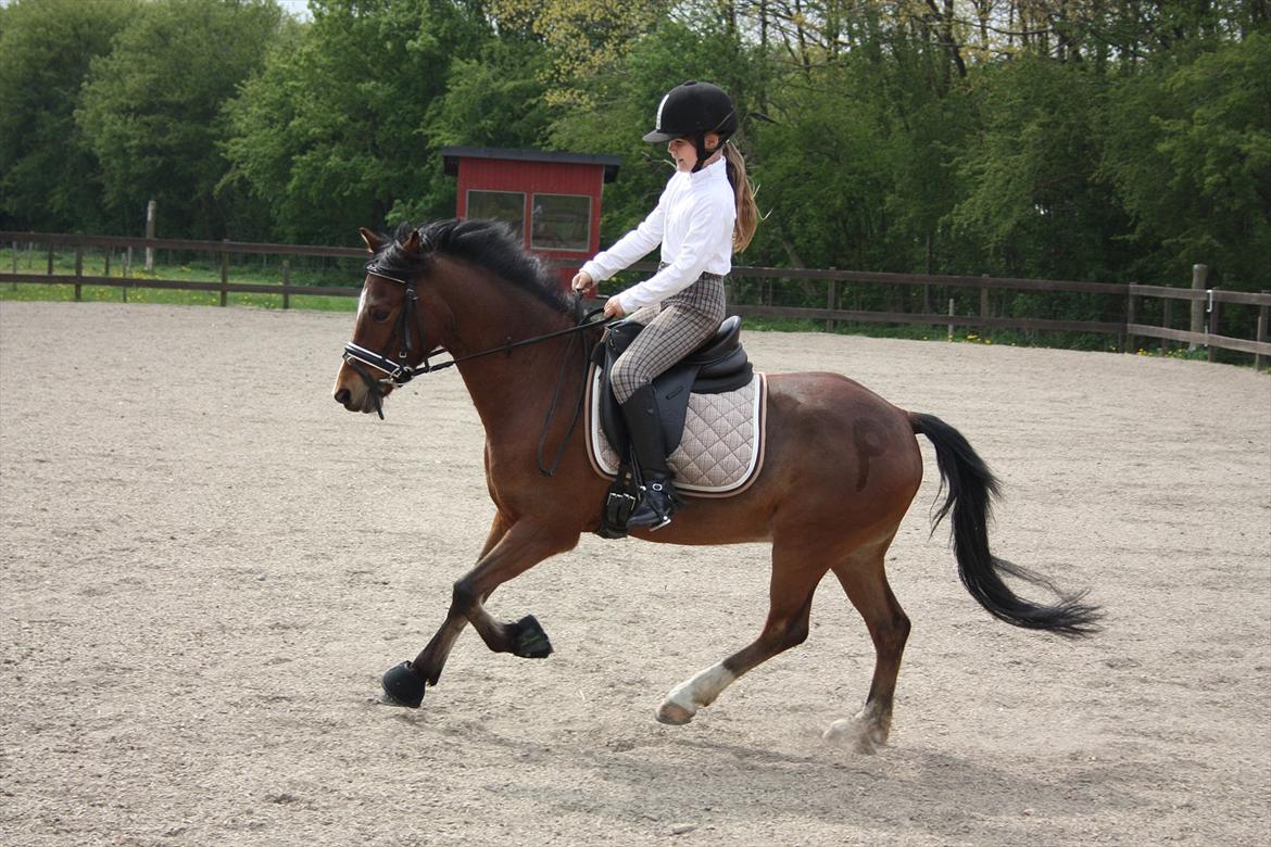 Welsh Pony (sec B) Korreborgs Pinot billede 8