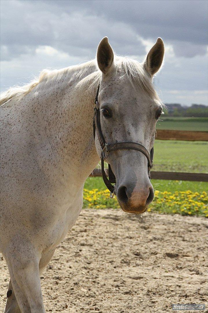 Shagya Araber (SH) Sv's O'balina Lightwood<3 - Smukke, smukke Uba!<3
Foto: Olivia billede 7