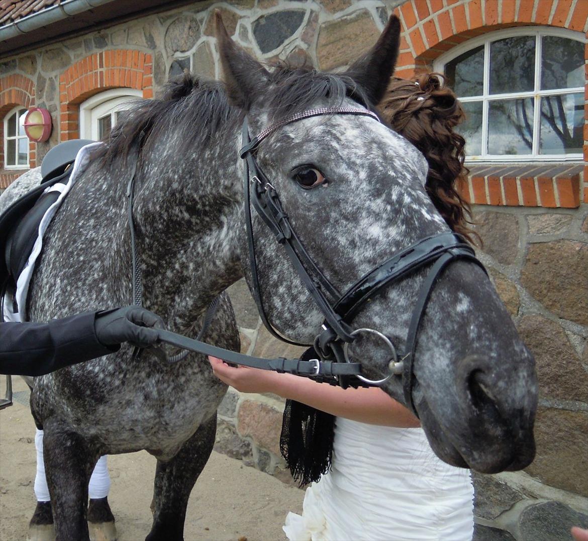 Appaloosa Lagocel (Mickey) - Til min konfirmation... Ved kirken :D billede 9