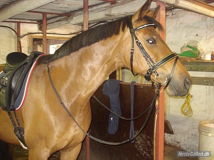 Dansk Varmblod Refsgaards Monique. RIP billede 1