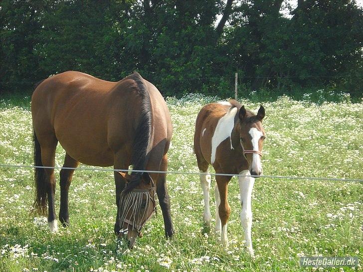 Dansk Varmblod Refsgaards Monique. RIP - Monique sammen med hendes sidste føl Refsgaards Mon´Cheri. billede 3