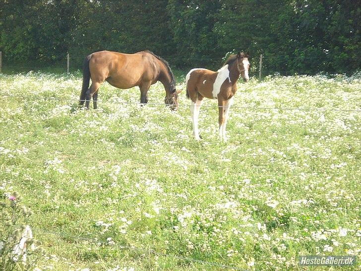 Dansk Varmblod Refsgaards Monique. RIP billede 2