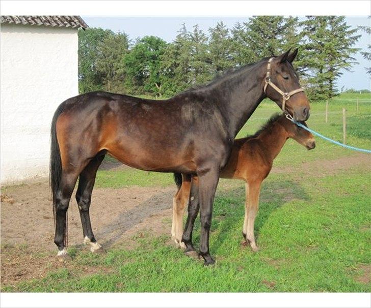 Dansk Varmblod Olympia - Olly med sit hoppe føl billede 1