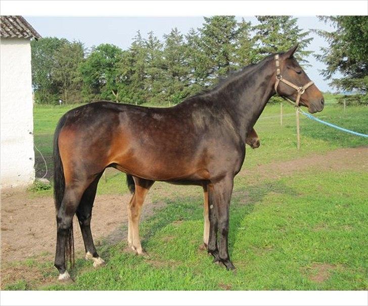 Dansk Varmblod Olympia - Olly med sit hoppe føl billede 2