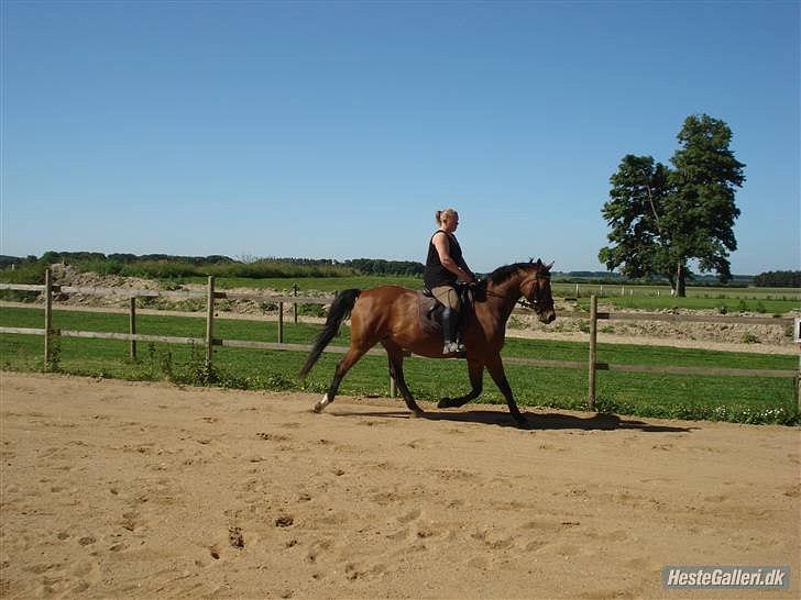 Dansk Varmblod Refsgaards Monique. RIP billede 4