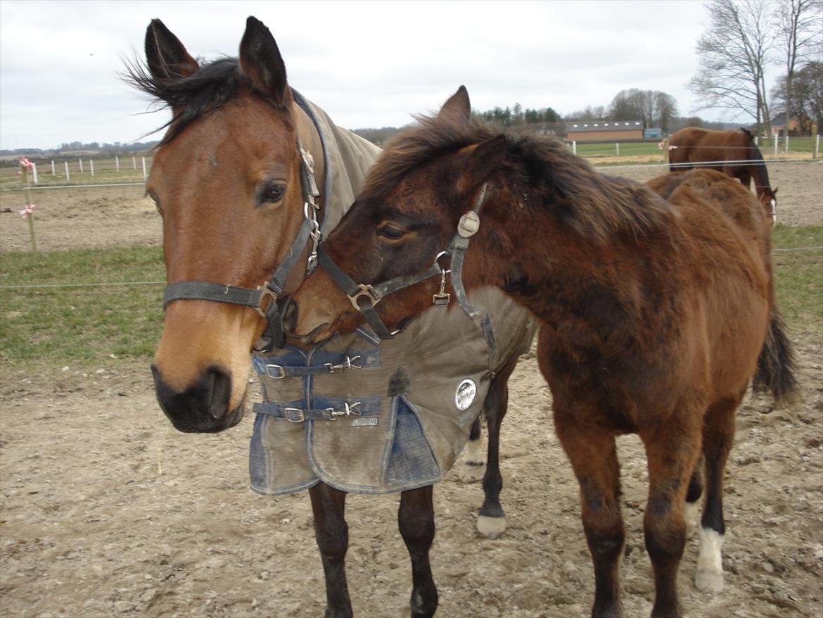 Dansk Varmblod Refsgaards Monique. RIP - Monique sammen med hendes 2 føl Refsgaards Romance. billede 5