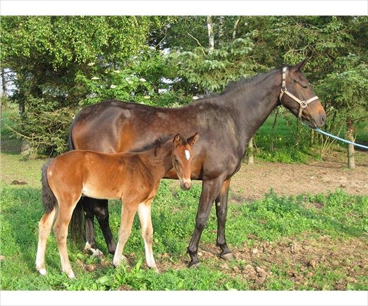 Dansk Varmblod Olympia - Olympia med sit hoppe føl billede 3