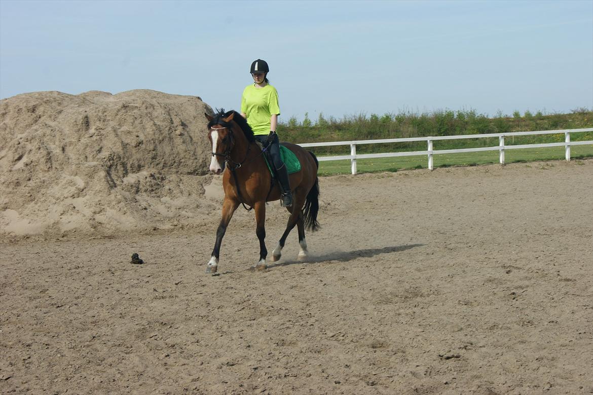 Anden særlig race Rex billede 11