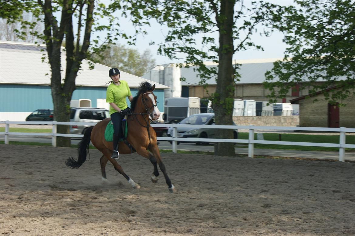 Anden særlig race Rex billede 12