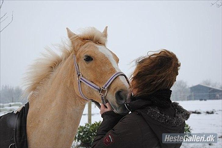 Palomino Queen of Europe[himmelhest] - Queen og hendes gamle låner Karoline. <3 billede 18