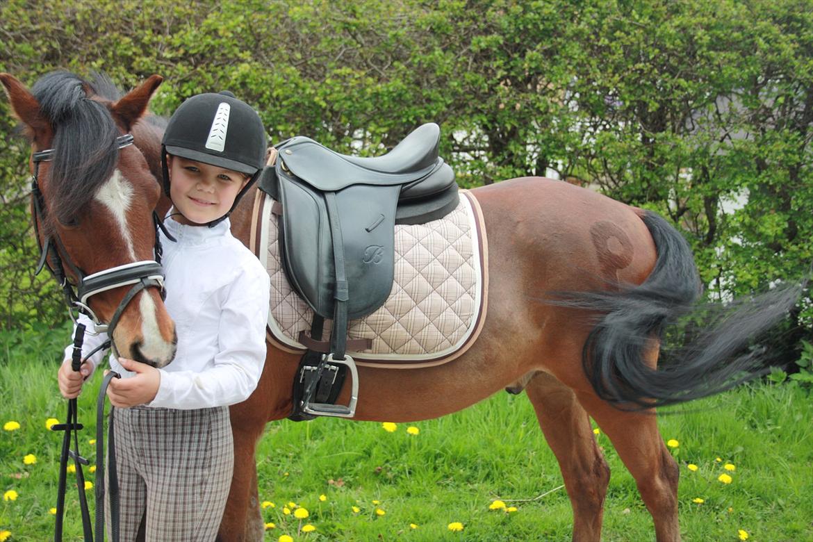 Welsh Pony (sec B) Korreborgs Pinot billede 9