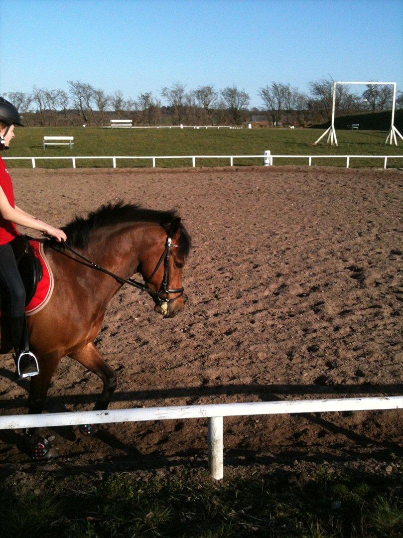 New Forest Holstegårdens D`artagnan SOLGT!! - lidt dressur :-)<3 billede 5