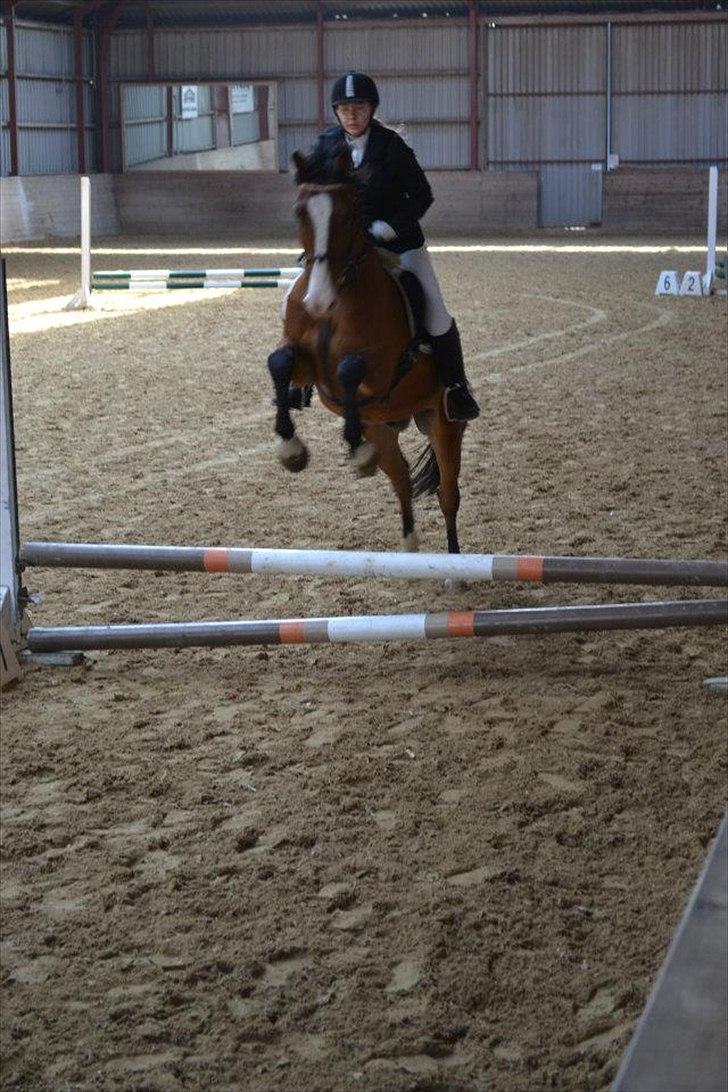 Anden særlig race Rex billede 13