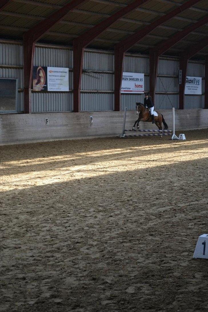 Anden særlig race Rex billede 14