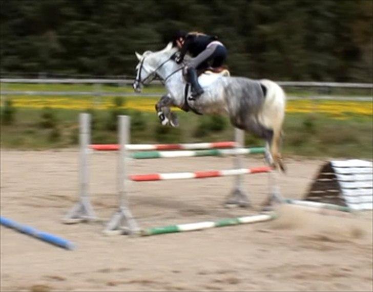 Dansk Varmblod Wanessa køpke l - solgt - 2 gang jeg prøvede hende, her over 115 tror jeg ;) billede 2