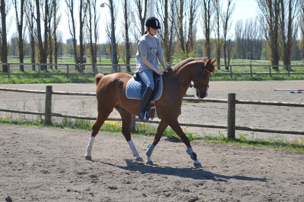 Anden særlig race Diablo billede 14