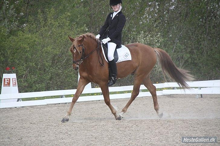 DSP Larsmindes Filanté - LB i Hjallerup.
Foto Pernille Hansen billede 11