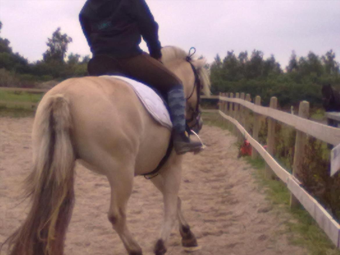 Fjordhest ROMOSSES Komma Karizma billede 6