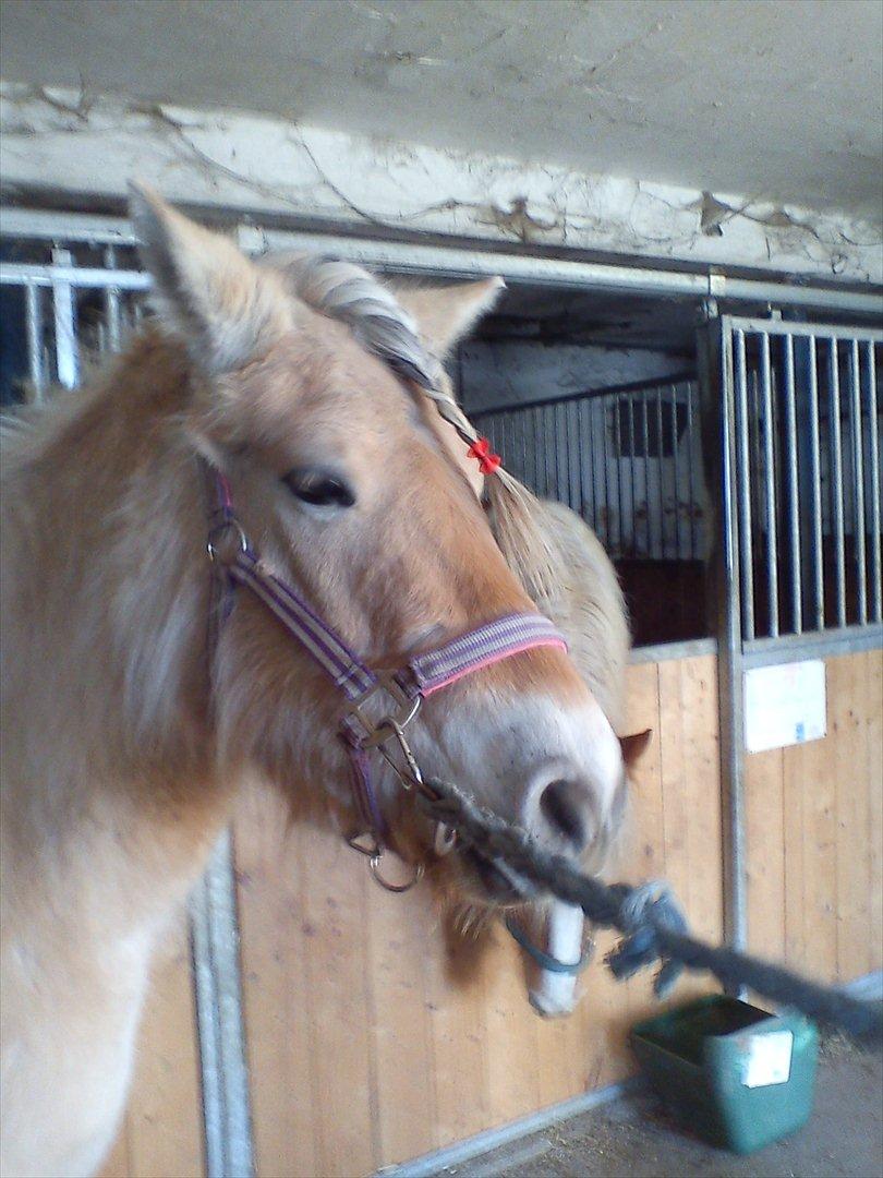 Fjordhest ROMOSSES Komma Karizma billede 7