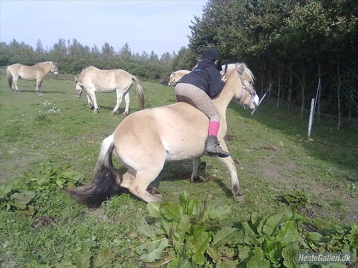 Fjordhest ROMOSSES Komma Karizma billede 8