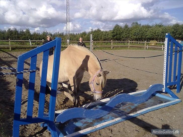 Fjordhest ROMOSSES Komma Karizma billede 9