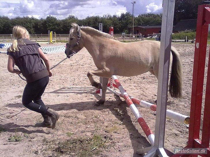 Fjordhest ROMOSSES Komma Karizma billede 10