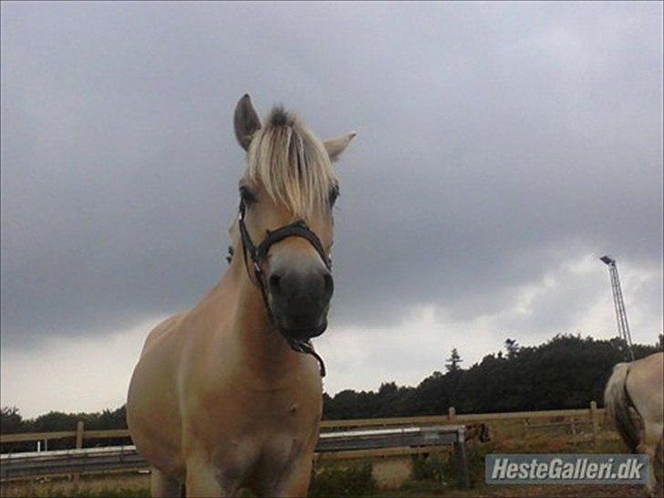 Fjordhest ROMOSSES Komma Karizma billede 11