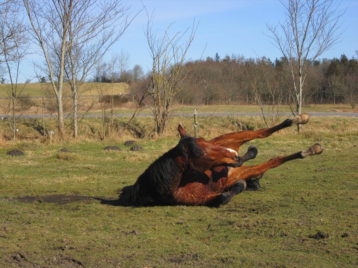 Pinto Figaro Ponygaarden billede 13