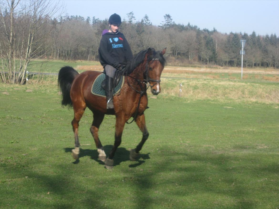 Pinto Figaro Ponygaarden billede 15