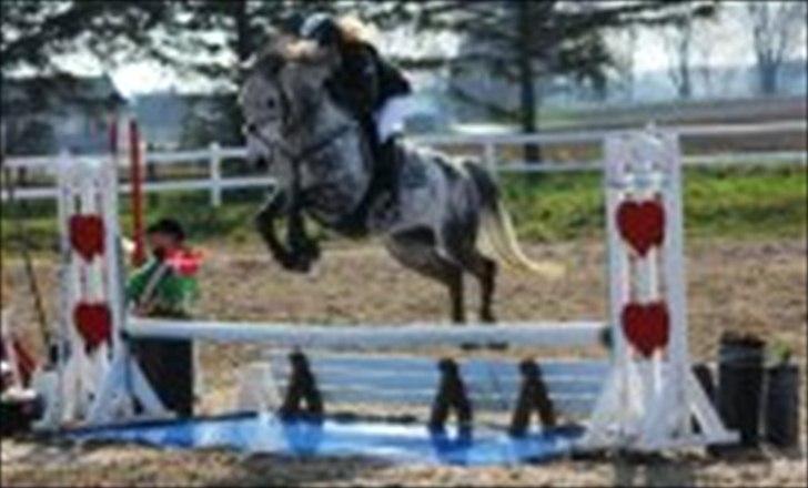 Irsk Sportspony Oldcastle Misty - B pony - vandgrav til Nordsjællands mesterskaberne :) billede 12