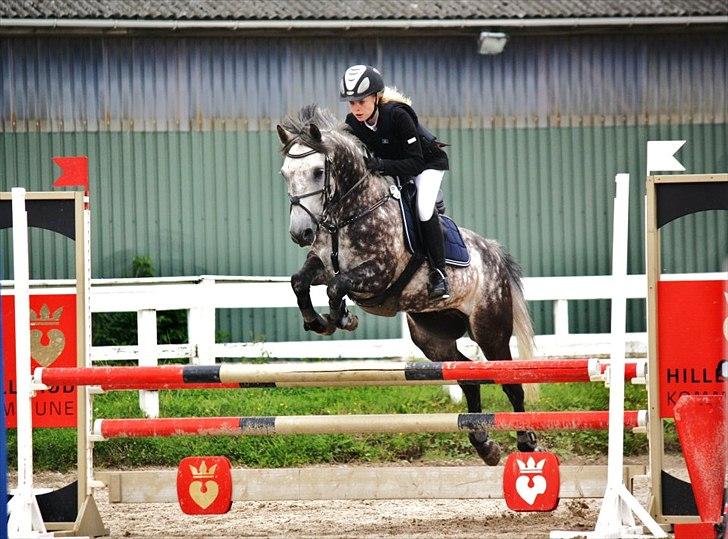 Irsk Sportspony Oldcastle Misty - B pony - La på His nr 1 billede 20