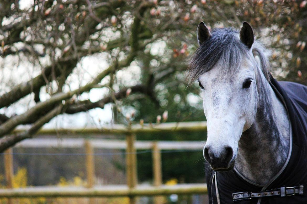Irsk Sportspony Oldcastle Misty - B pony - Så er det endelig forår :) & tid til nye spændende eventyr sammen med dig <3 billede 1