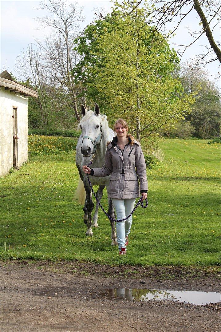 Dansk Varmblod Wanessa køpke l - solgt billede 4