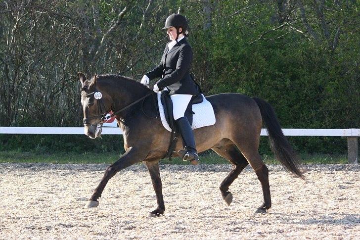 New Forest Elmholts Quick Step (: - JL-FOTO :-) billede 1