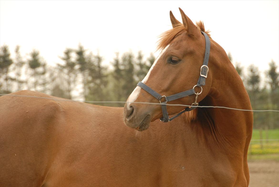 Anden særlig race Mister Monty [Tidl. Hest] billede 10